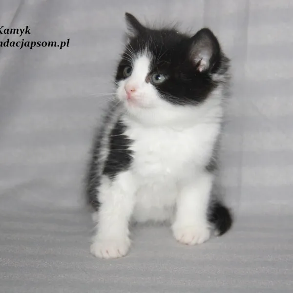 Kot do adopcji, Nowy Dwór Mazowiecki, 1 listopada 2022 (5/5)