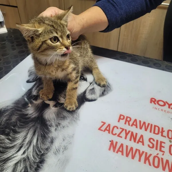 Kot do adopcji, Nowy Dwór Mazowiecki, 27 września 2022 (1/2)