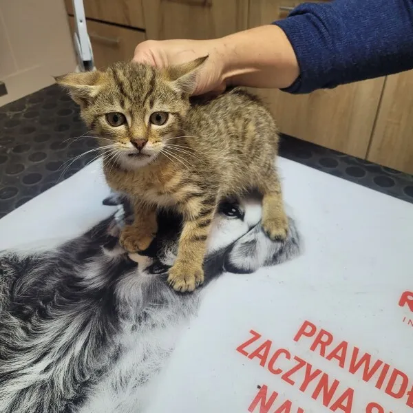 Kot do adopcji, Nowy Dwór Mazowiecki, 27 września 2022 (2/2)