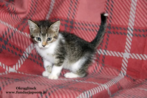 Kot do adopcji, Nowy Dwór Mazowiecki, 19 września 2022 (2/5)
