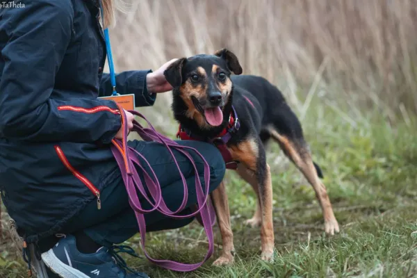 Pies do adopcji, Warszawa, 31 stycznia 2021 (5/5)