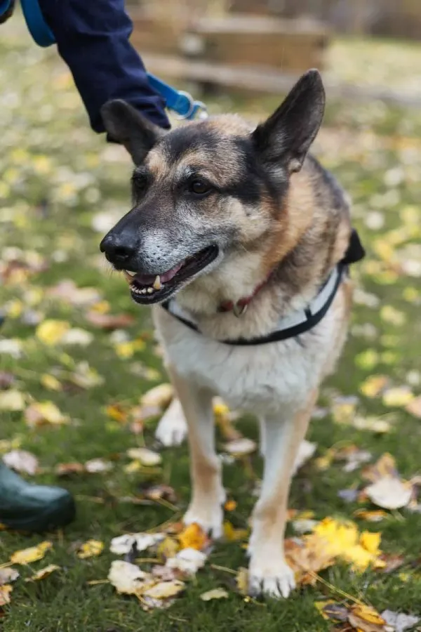 Pies do adopcji, Warszawa, 27 września 2018 (2/5)