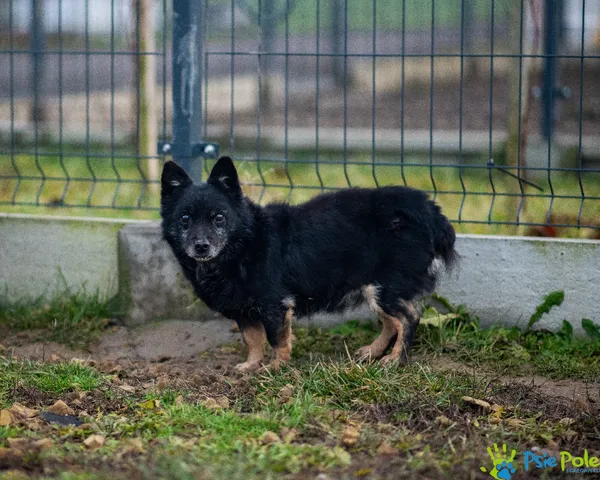 Pies do adopcji, Racławice, 21 lipca 2021 (2/5)