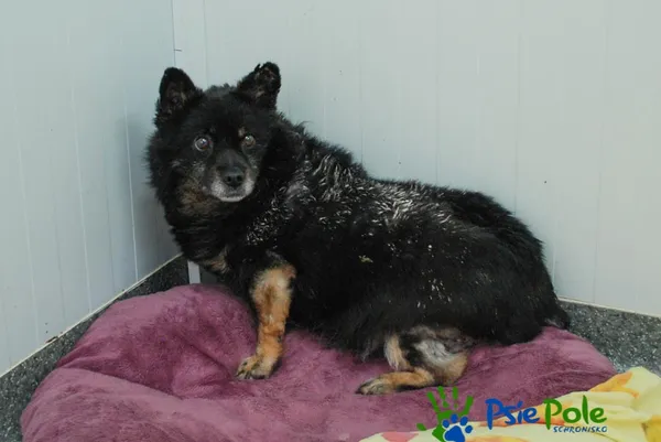 Pies do adopcji, Racławice, 21 lipca 2021 (4/5)