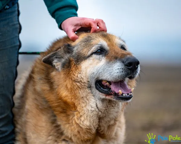 Pies do adopcji, Racławice, 5 listopada 2021 (1/5)