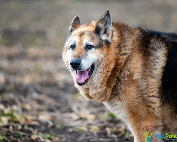 Pies do adopcji, Racławice, 5 listopada 2021 (2/5)