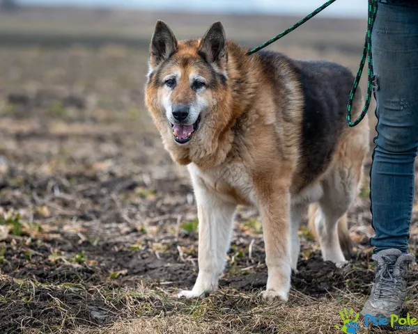 Pies do adopcji, Racławice, 5 listopada 2021 (5/5)