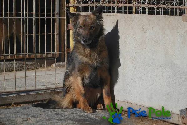 Pies do adopcji, Racławice, 28 grudnia 2021 (1/5)