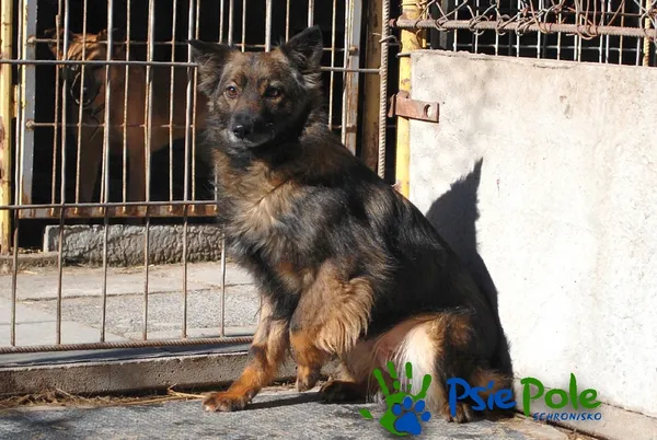 Pies do adopcji, Racławice, 28 grudnia 2021 (2/5)