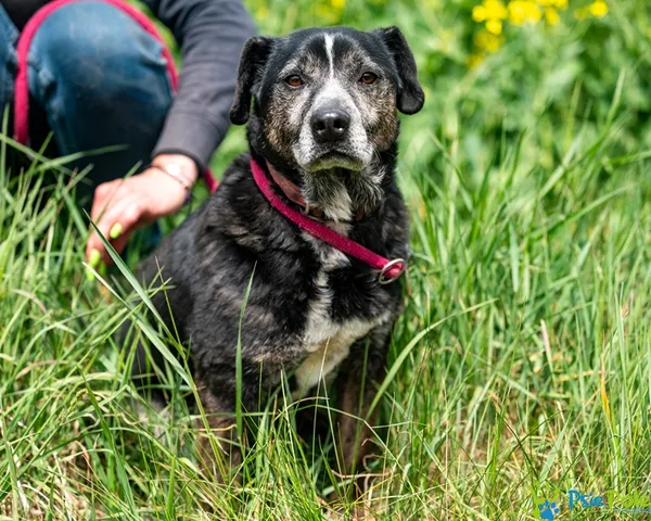 Pies do adopcji, Racławice, 8 stycznia 2022 (1/5)