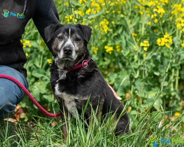 Pies do adopcji, Racławice, 8 stycznia 2022 (2/5)