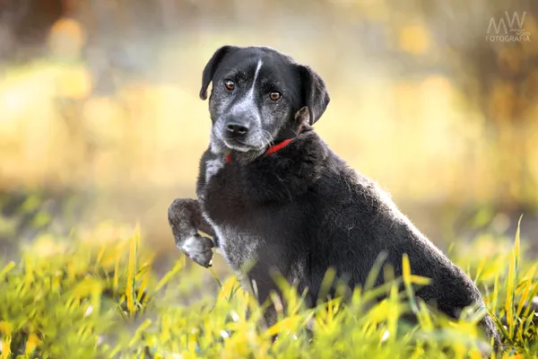 Pies do adopcji, Racławice, 8 stycznia 2022 (4/5)