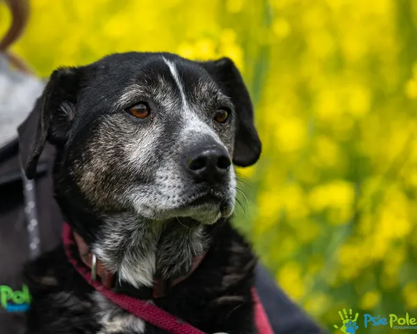 Pies do adopcji, Racławice, 8 stycznia 2022 (5/5)