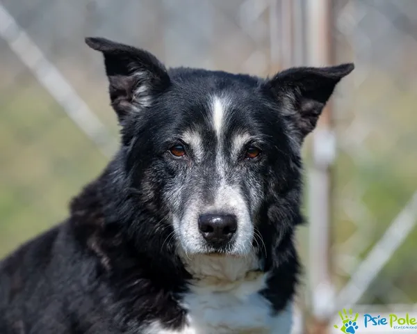 Pies do adopcji, Racławice, 2 sierpnia 2022 (1/5)