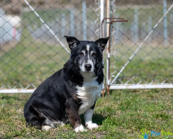 Pies do adopcji, Racławice, 2 sierpnia 2022 (2/5)