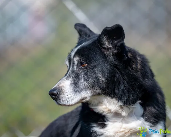 Pies do adopcji, Racławice, 2 sierpnia 2022 (3/5)