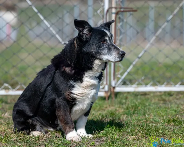 Pies do adopcji, Racławice, 2 sierpnia 2022 (4/5)