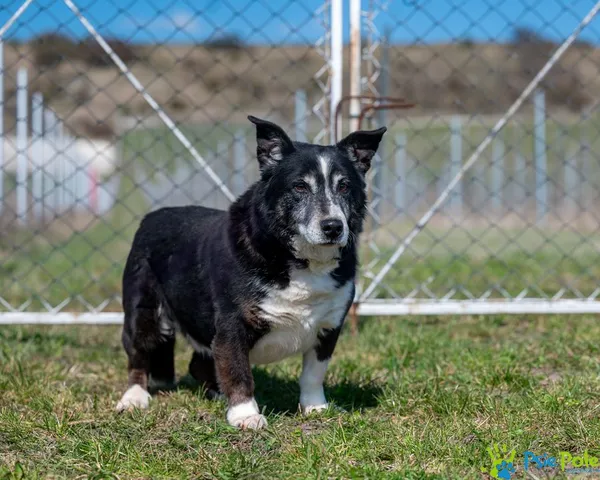 Pies do adopcji, Racławice, 2 sierpnia 2022 (5/5)