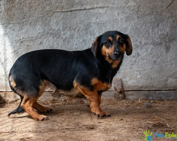 Pies do adopcji, Racławice, 3 sierpnia 2022 (1/5)