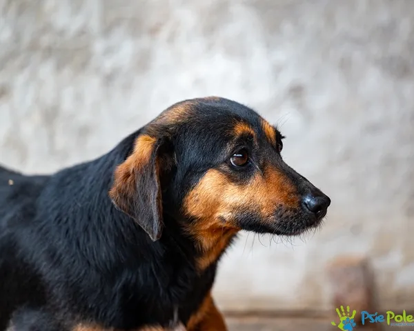 Pies do adopcji, Racławice, 3 sierpnia 2022 (2/5)