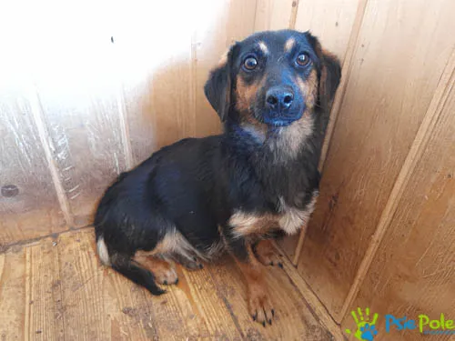 Pies do adopcji, Racławice, 3 sierpnia 2022 (4/5)