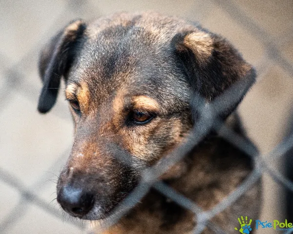 Pies do adopcji, Racławice, 5 sierpnia 2022 (2/5)