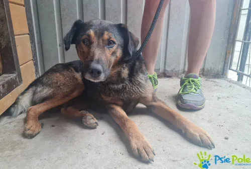 Pies do adopcji, Racławice, 5 sierpnia 2022 (3/5)