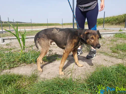 Pies do adopcji, Racławice, 5 sierpnia 2022 (4/5)