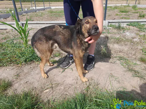 Pies do adopcji, Racławice, 5 sierpnia 2022 (5/5)