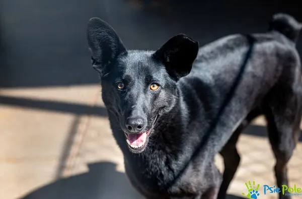 Pies do adopcji, Racławice, 5 sierpnia 2022 (3/5)