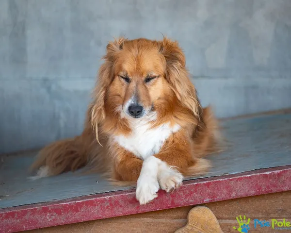 Pies do adopcji, Racławice, 6 sierpnia 2022 (1/5)