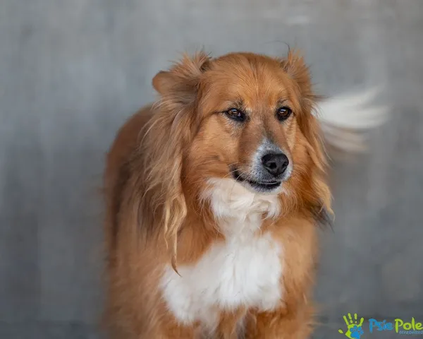 Pies do adopcji, Racławice, 6 sierpnia 2022 (4/5)