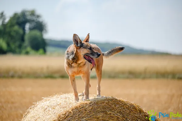 Pies do adopcji, Racławice, 30 września 2022 (2/5)