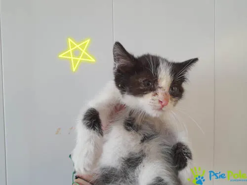 Kot do adopcji, Racławice, 2 sierpnia 2022 (2/2)