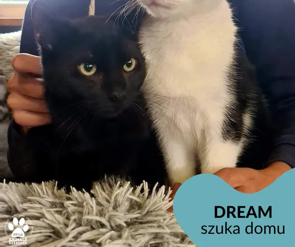 Kot do adopcji, Dąbrówka, 1 listopada 2022 (2/2)