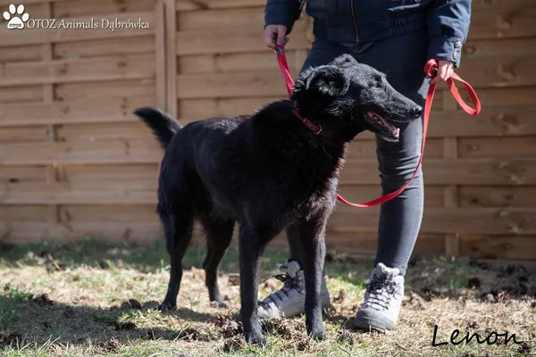 Pies do adopcji, Dąbrówka, 3 maja 2022 (4/5)