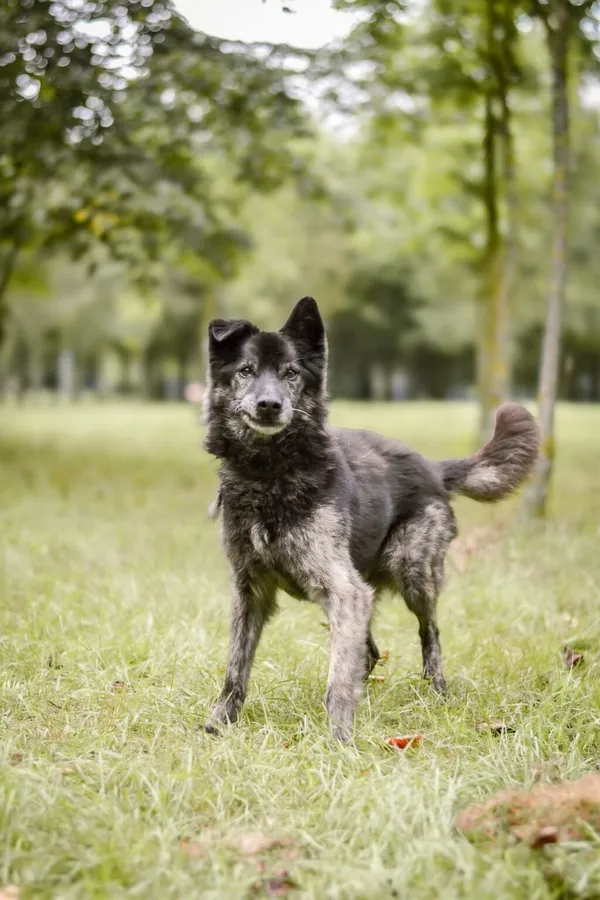 Pies do adopcji, Radom, 24 września 2025 (2/5)