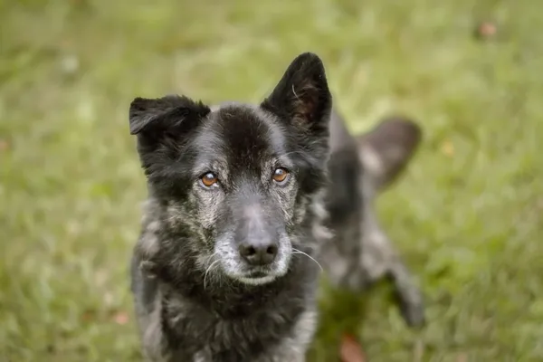 Pies do adopcji, Radom, 24 września 2025 (4/5)