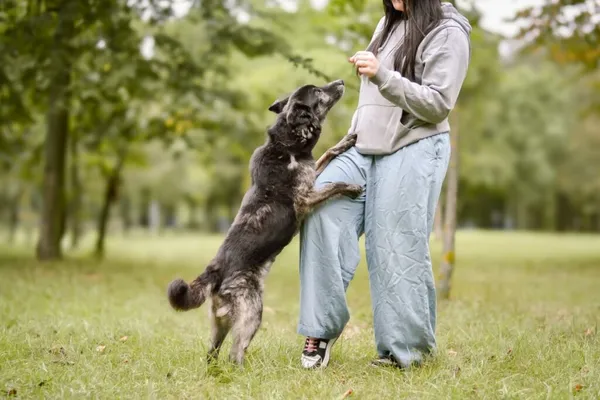 Pies do adopcji, Radom, 24 września 2025 (5/5)
