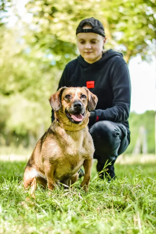 Pies do adopcji, Radom, 6 października 2026 (3/5)