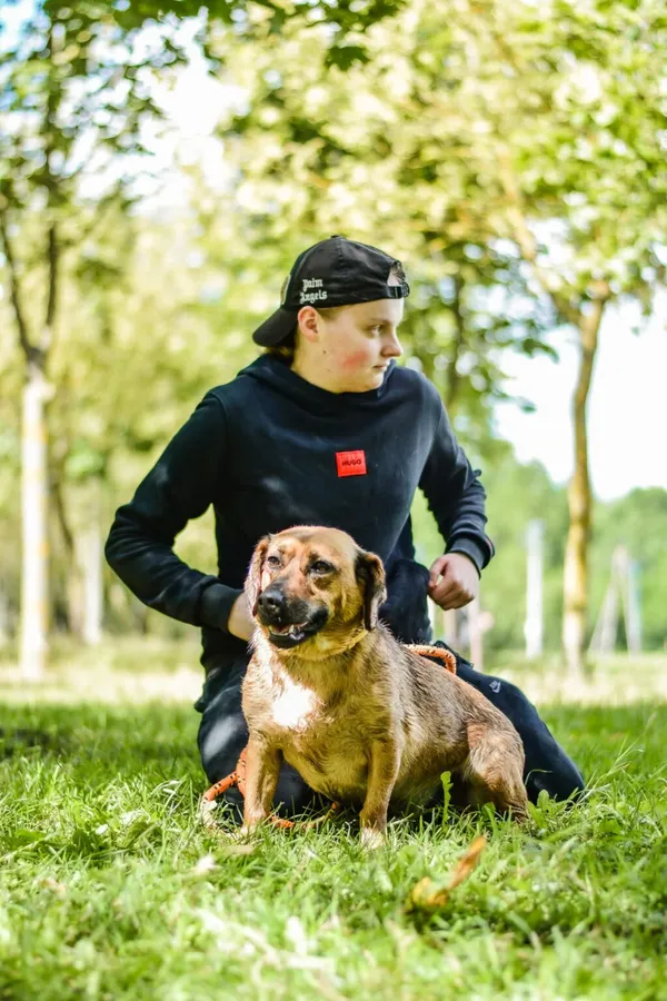 Pies do adopcji, Radom, 6 października 2026 (4/5)