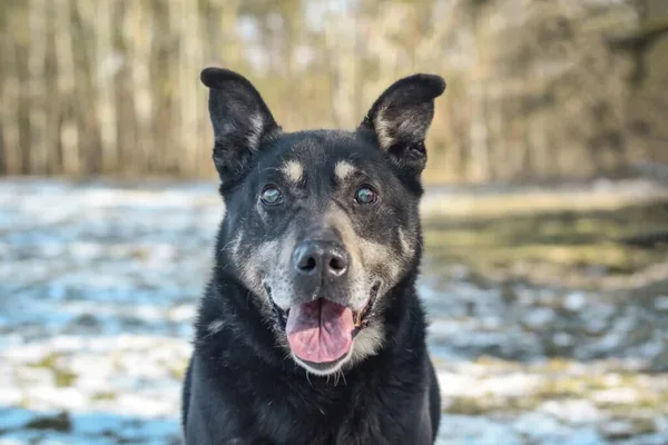 Pies do adopcji, Radom, 8 sierpnia 2025 (2/5)