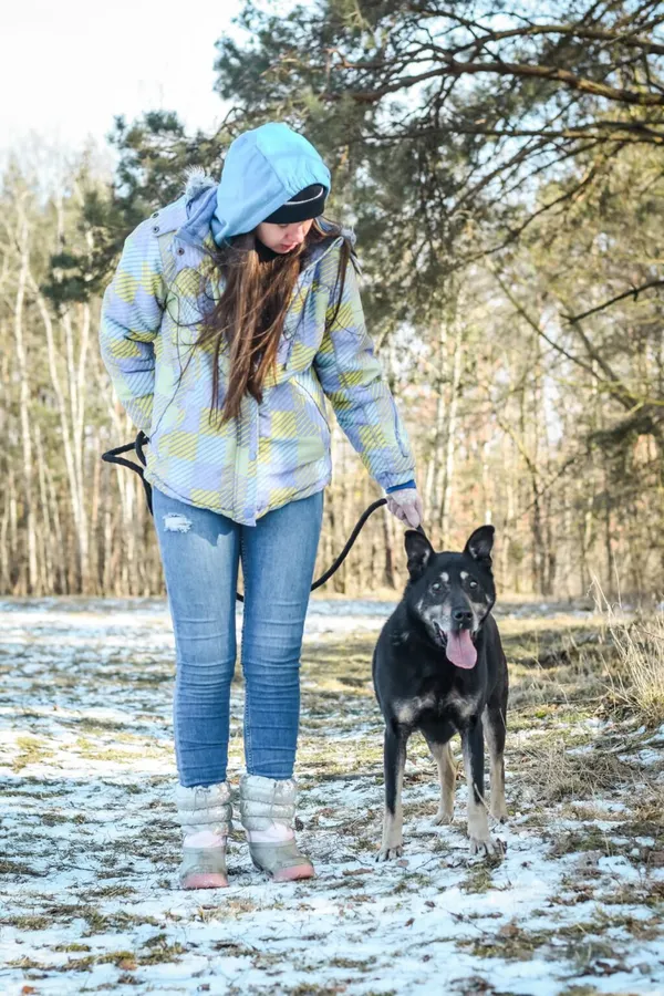 Pies do adopcji, Radom, 8 sierpnia 2025 (3/5)