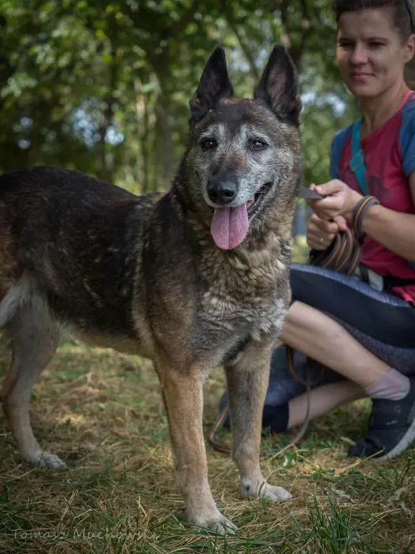 Pies do adopcji, Radom, 10 września 2025 (1/5)