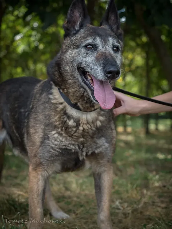 Pies do adopcji, Radom, 10 września 2025 (2/5)