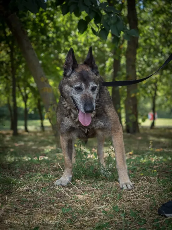 Pies do adopcji, Radom, 10 września 2025 (3/5)