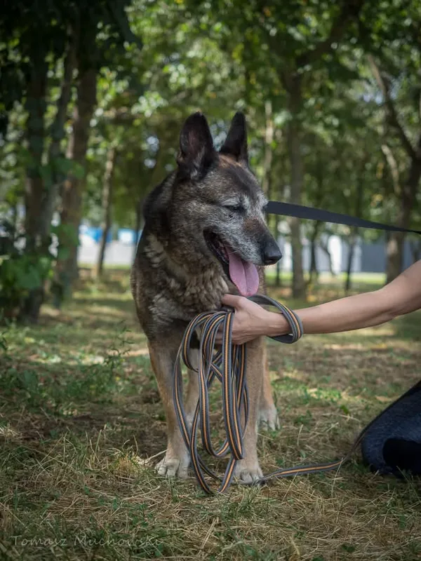 Pies do adopcji, Radom, 10 września 2025 (5/5)