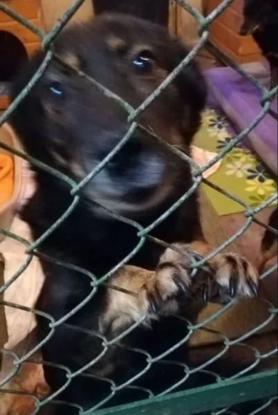 Znaleziono psa, Radom, 30 grudnia 2019