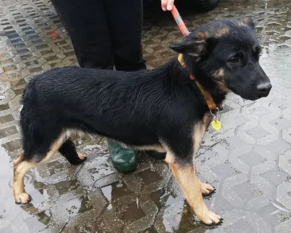 Znaleziono psa, Radom, 23 grudnia 2019