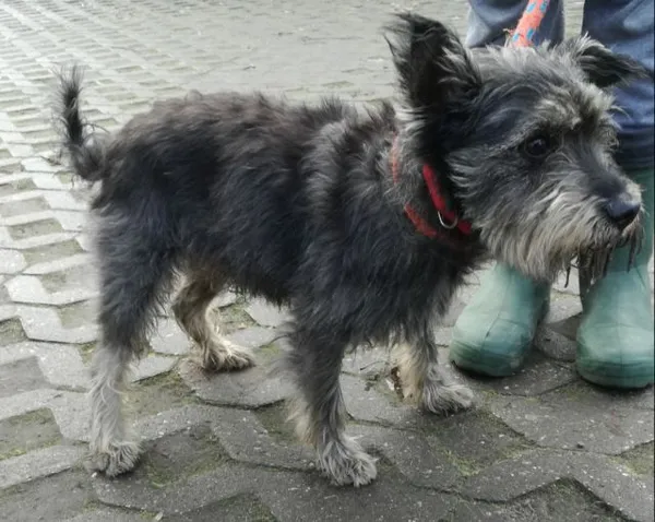 Znaleziono psa, Radom, 18 grudnia 2019